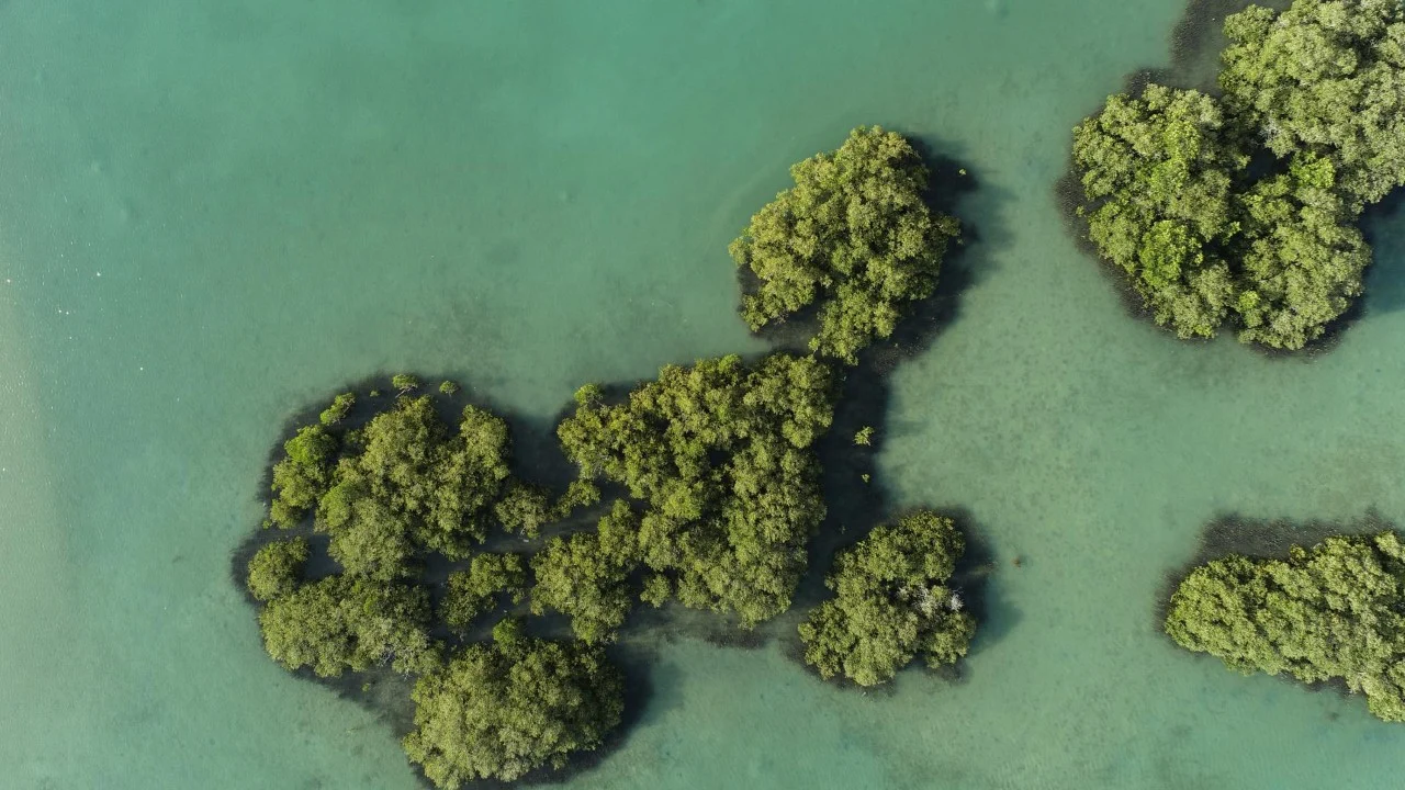 RED SEA MAGROVE